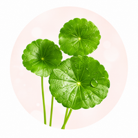 Cica / Centella Asiatica