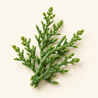 Sea Fennel
