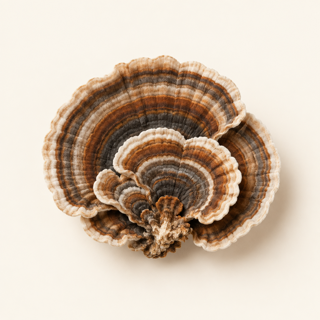 Turkey tail mushroom